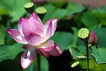 Lotus flower 01 - s